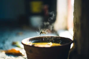 أسباب انتشار البعوض في المنازل